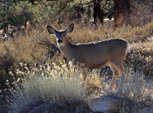 Mule_deer_doe_backlit